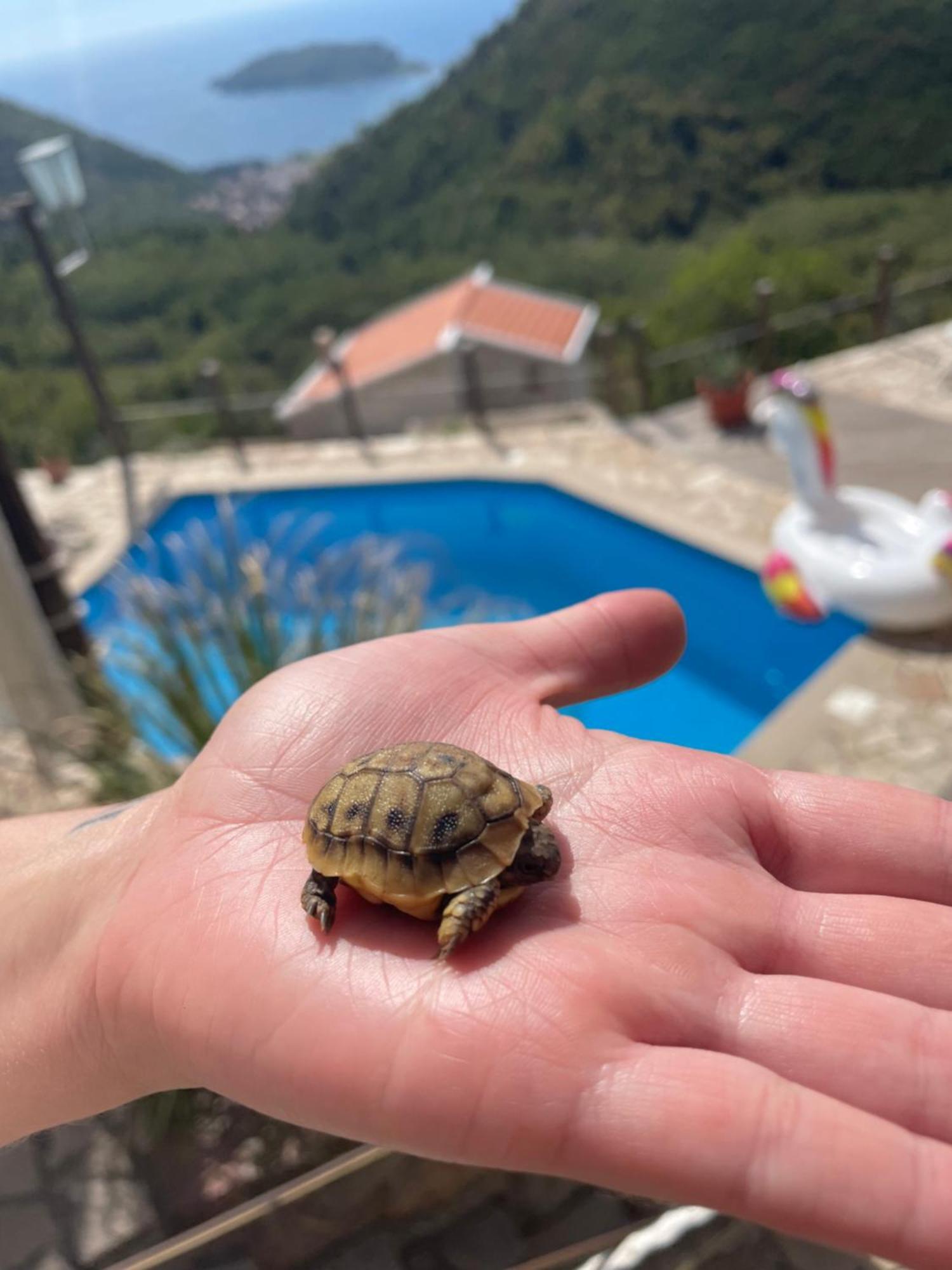 Bonaca Lägenhet Budva